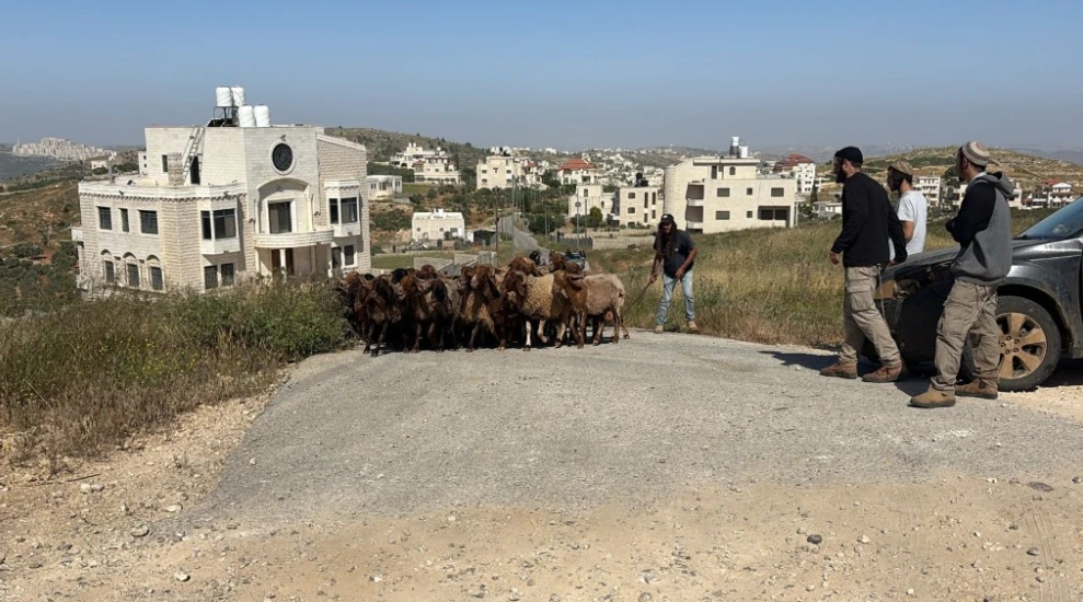 Stolen sheep recovered from the Palestinian village of Jiljilya are taken back to the nearby Tzur Levavi farm on May 13, 2026. Photo by TPS-IL.